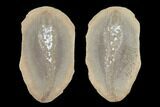 Fossil Tummy Tooth Worm (Didontogaster) Pos/Neg - Illinois #120950-1